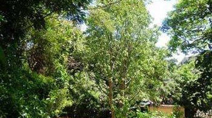 Accomodation @ Chicken Shack Lodge