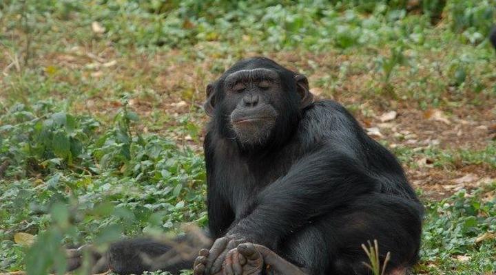 Ngamba Island Tented Camp