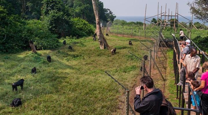 Ngamba Island Tented Camp