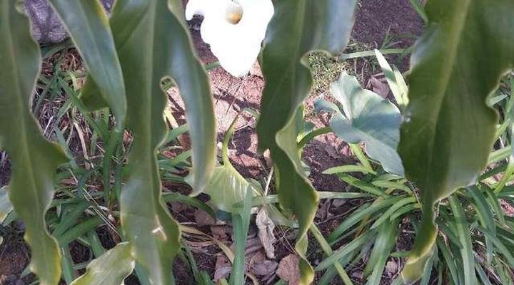 Malachite Guest House