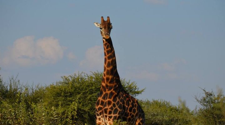 Kwe Kwe Private Game Lodge