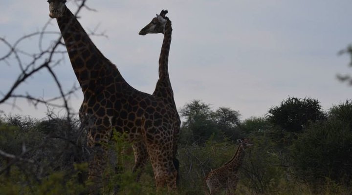 Kwe Kwe Private Game Lodge