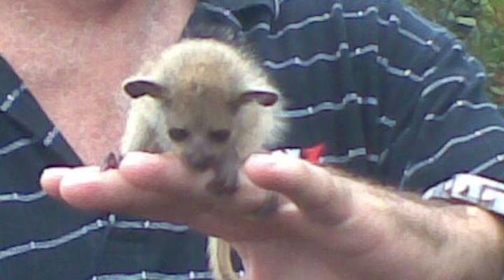 Paradise Chicavele Resort