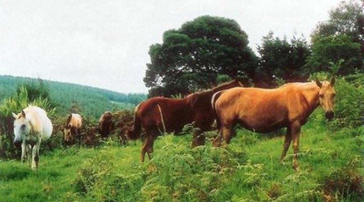 Silver Mist Guest House, Country Inn and Herberg