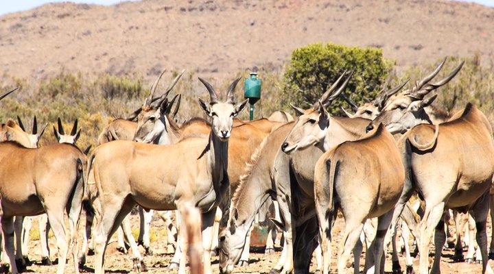 Desert Wind Adventure Game Farm