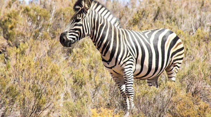 Desert Wind Adventure Game Farm