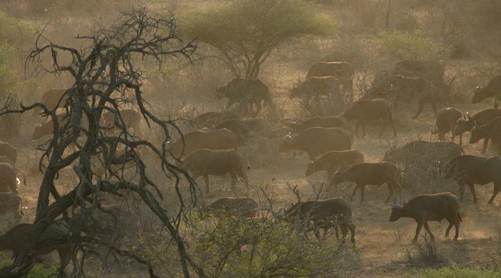 Kruger Private Bush Camp