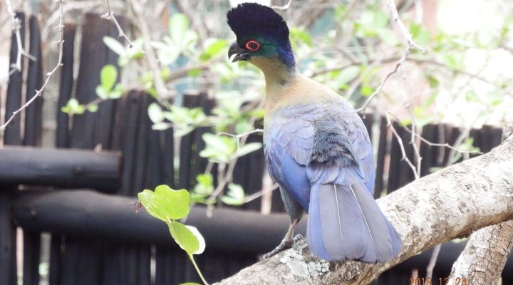 Swartwitpens 2694 Marloth Park