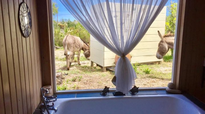 Tree Spirit Cottages