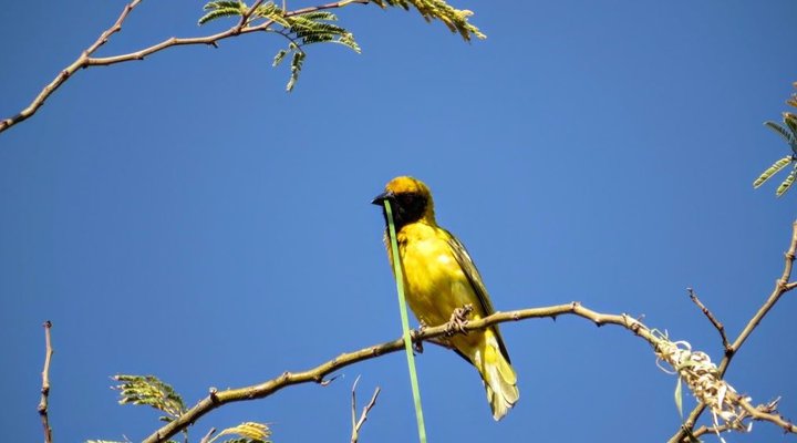 Olievenhoutsrus Guest- & Game Farm