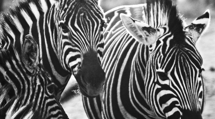 Olievenhoutsrus Guest- & Game Farm