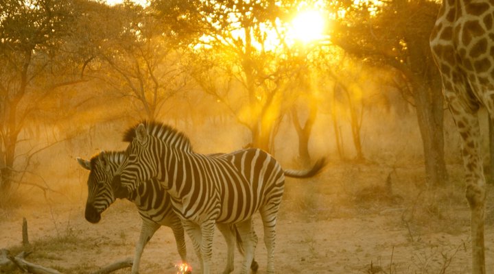 Olievenhoutsrus Guest- & Game Farm