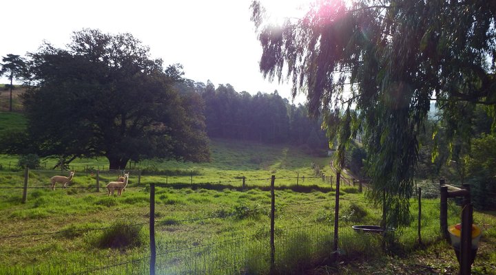 Crossroads Meander Farmstay