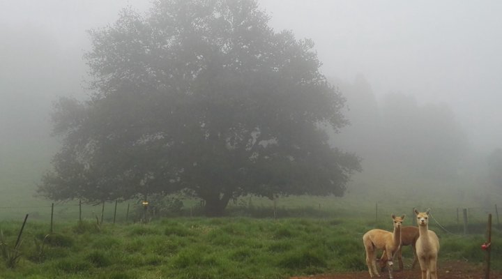 Crossroads Meander Farmstay