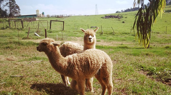 Crossroads Meander Farmstay