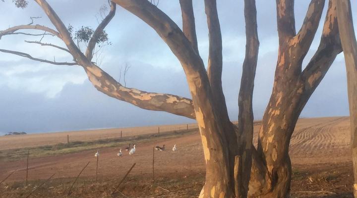 Staandakkie Guest Cottage - Solar Operated