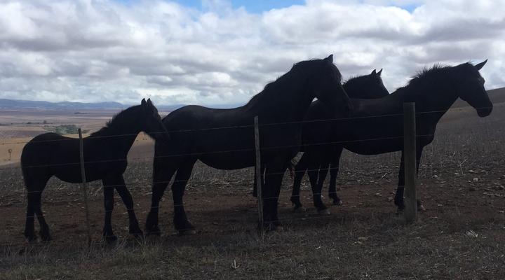 Staandakkie Guest Cottage - Solar Operated