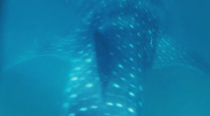 The Lookout Praia da Rocha