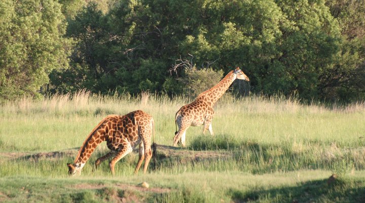 Thaba Metsi Nature Reserve