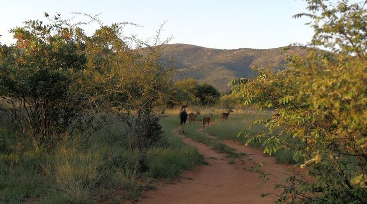 Buffalo Lodge