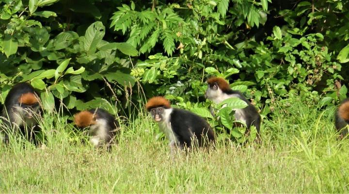  Udzungwa Forest Camp (Hondo Hondo) 