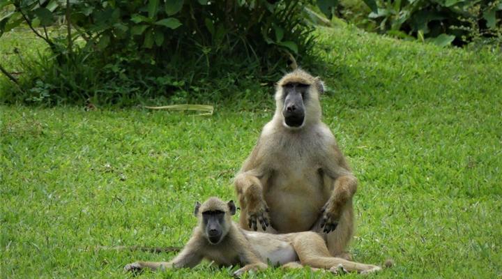  Udzungwa Forest Camp (Hondo Hondo) 