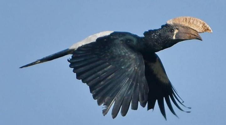  Udzungwa Forest Camp (Hondo Hondo) 