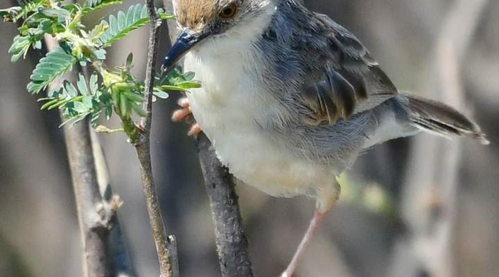  Udzungwa Forest Camp (Hondo Hondo) 