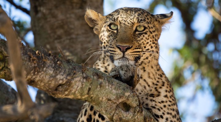 Zambezi Grande