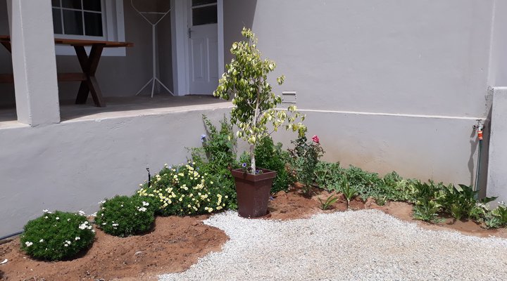 Bakinumpelis Nuwerus