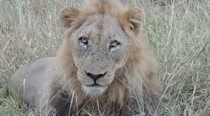 Distinctly Africa - Manyeleti