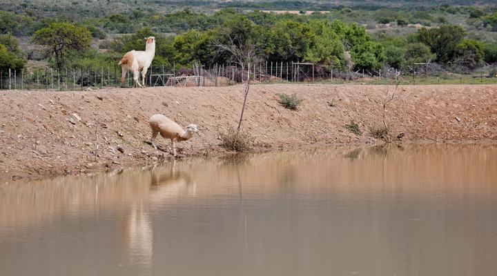 Buffelshoek Dirosie Game Lodge
