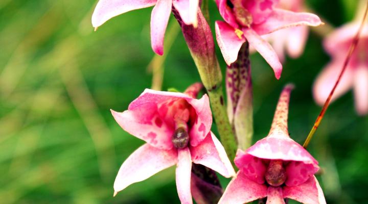 Woodcliffe Camp Site