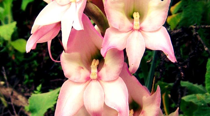 Woodcliffe Camp Site