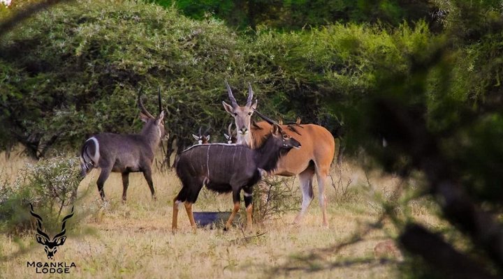 Mgankla Lodge