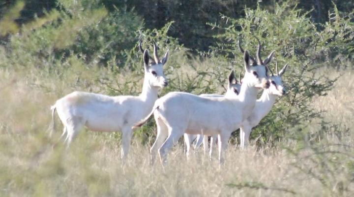 Buffelsvlei Game Lodge