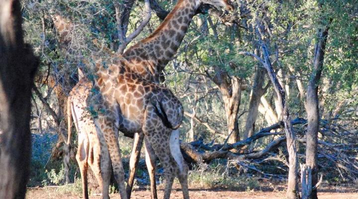 Buffelsvlei Game Lodge