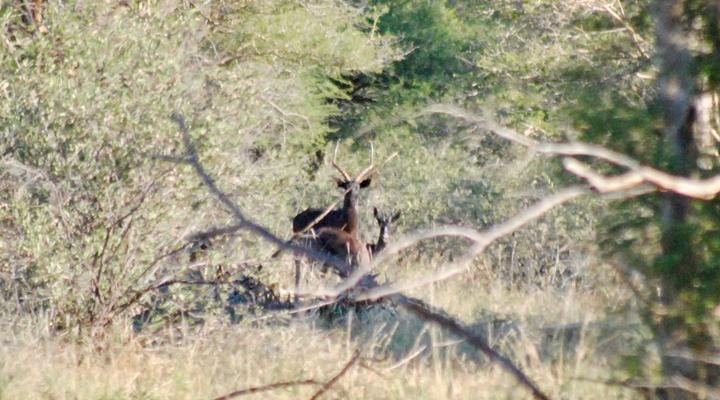 Buffelsvlei Game Lodge