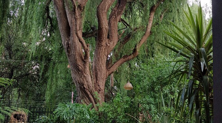 Willow Ellipsis Self Catering Apartment