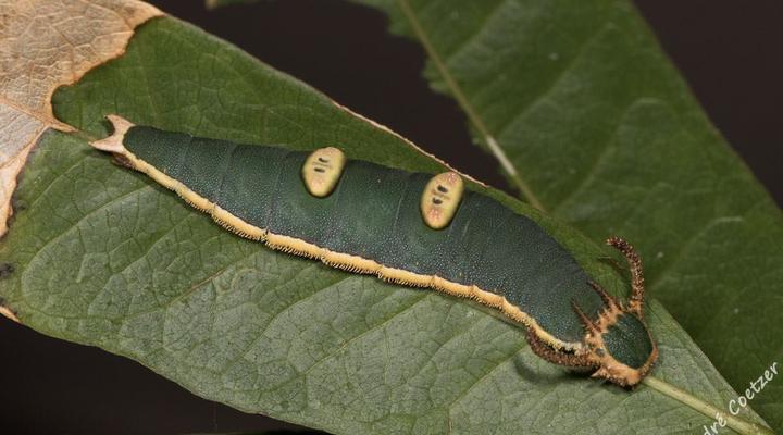 Cecelia's Holiday Manor