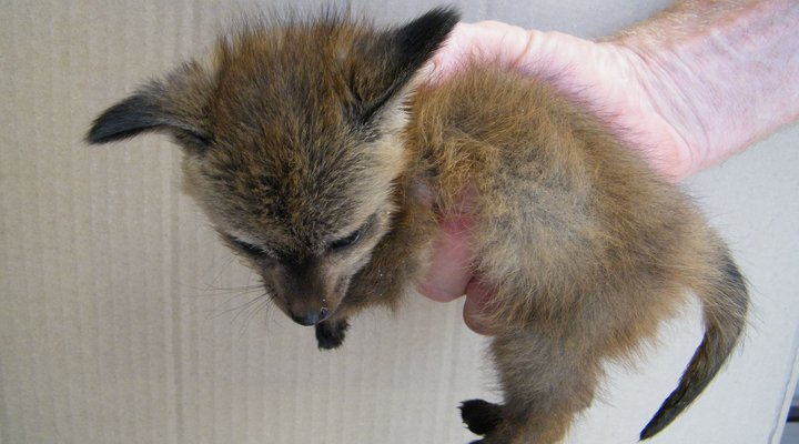 Karoo Wildlife Centre