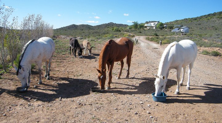 Karoo Wildlife Centre