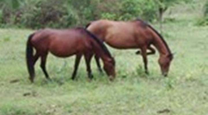 Clifton Country House