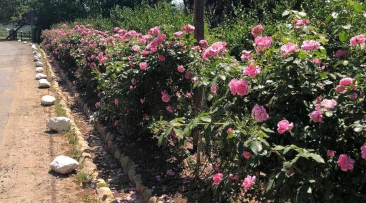 Little Willow Brooke