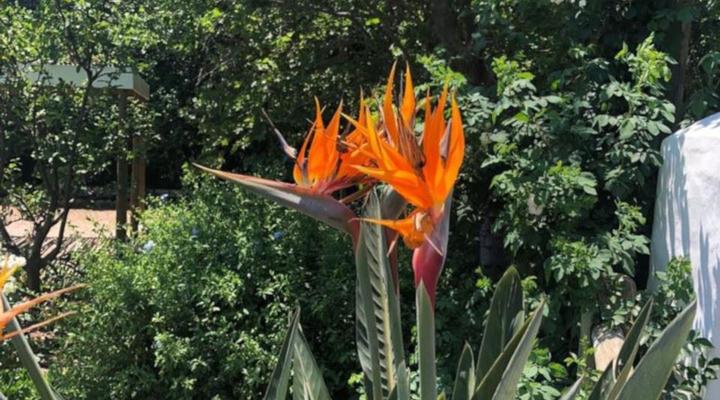 Little Willow Brooke