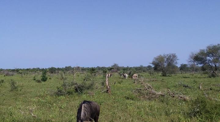 Kruger- Andova Tented Camp