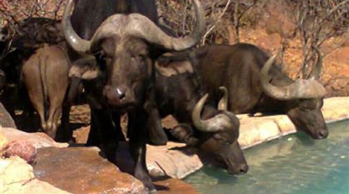 Mabalingwe Kwanyati Lodge