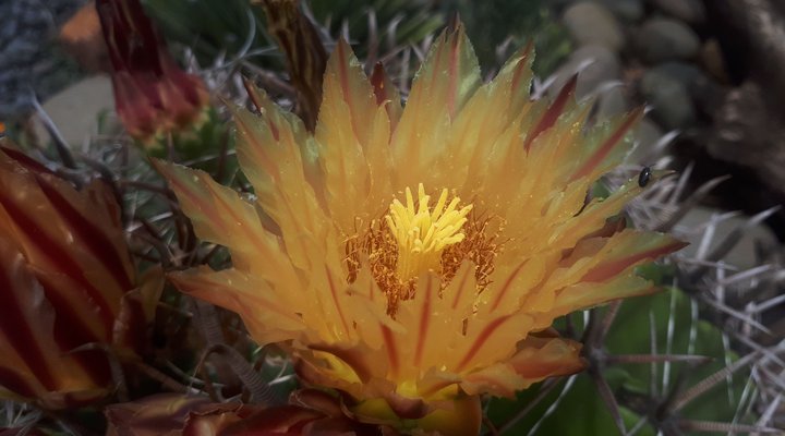 Rosegarden Guesthouse