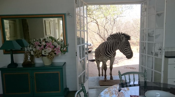 KrugerRiverVillas - HyenaHouse