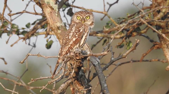 Owl Spot 